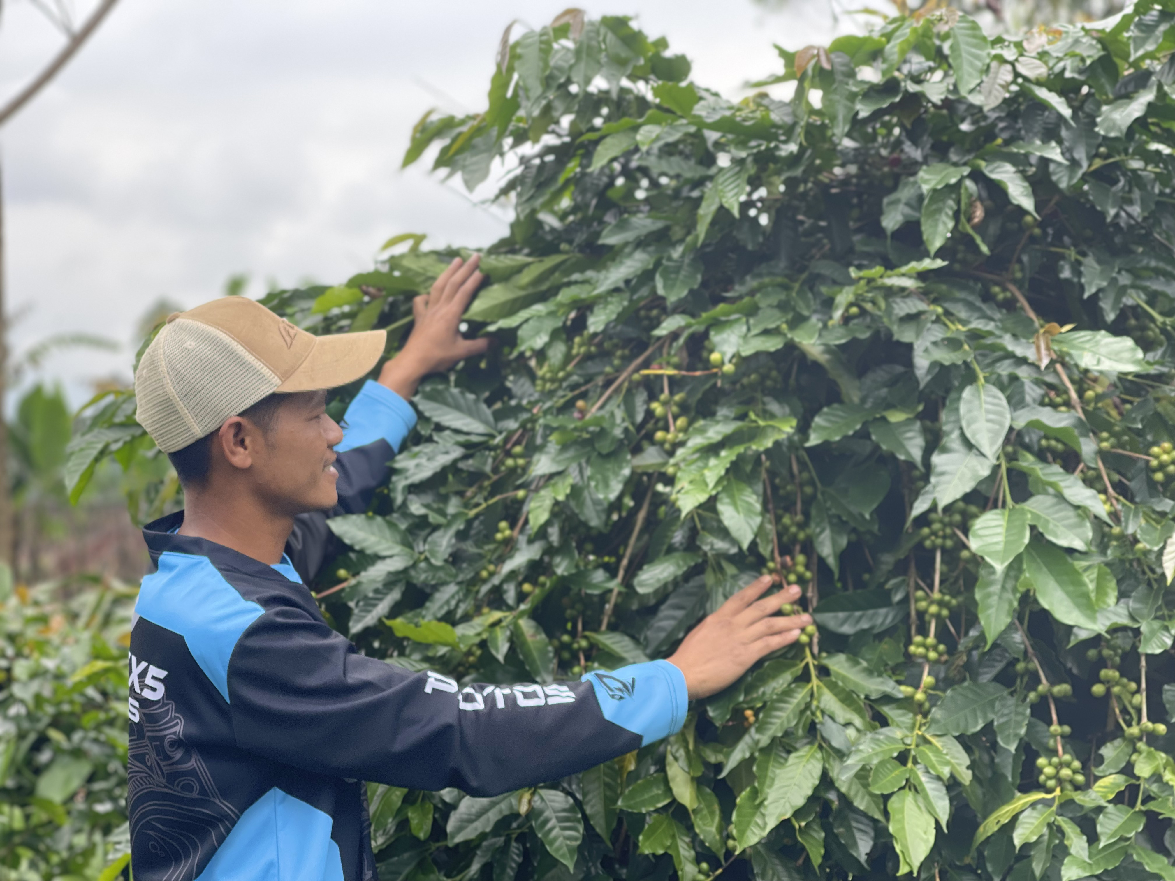 Coffee Plantation