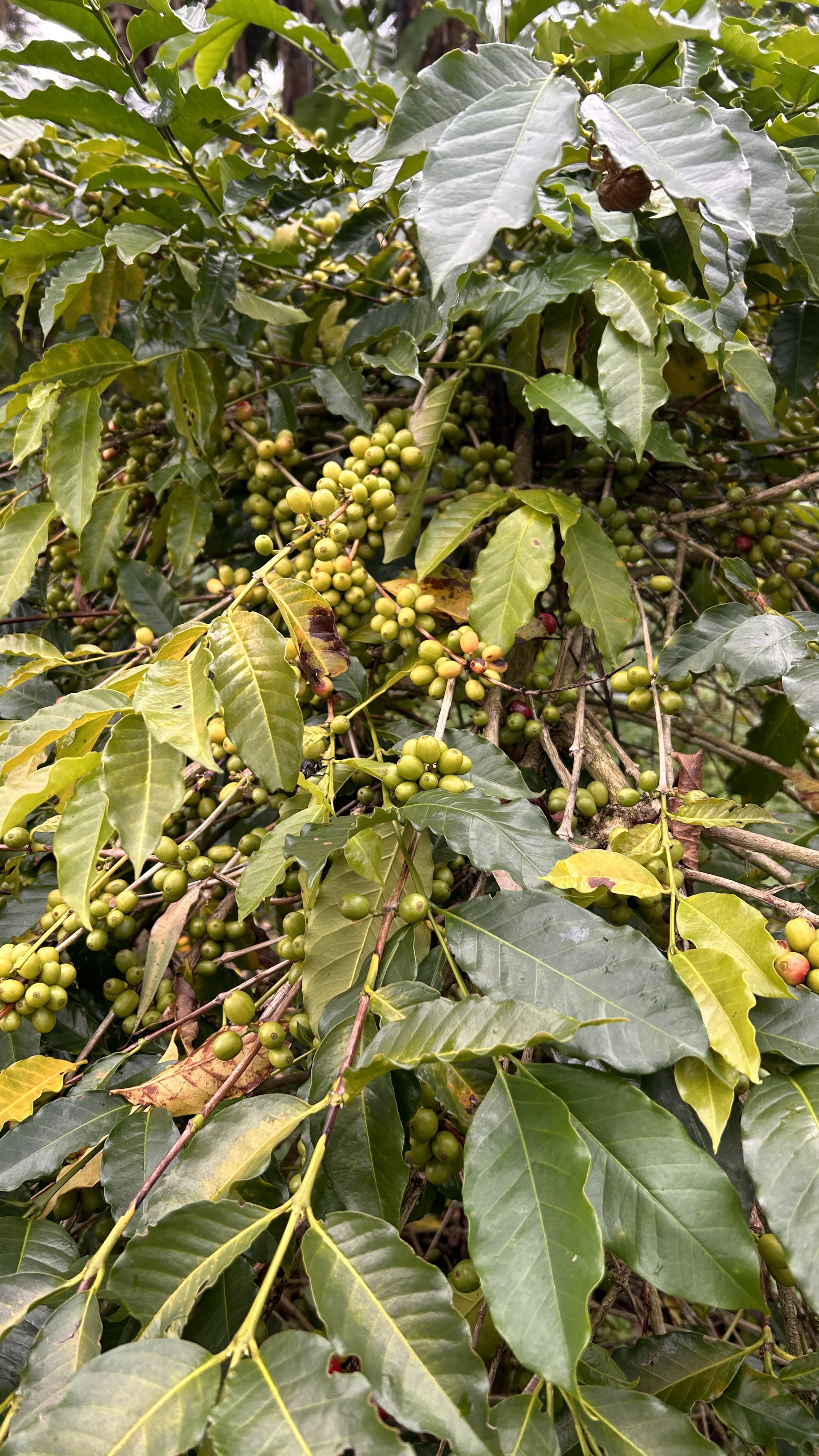 Raw Green Coffee Beans