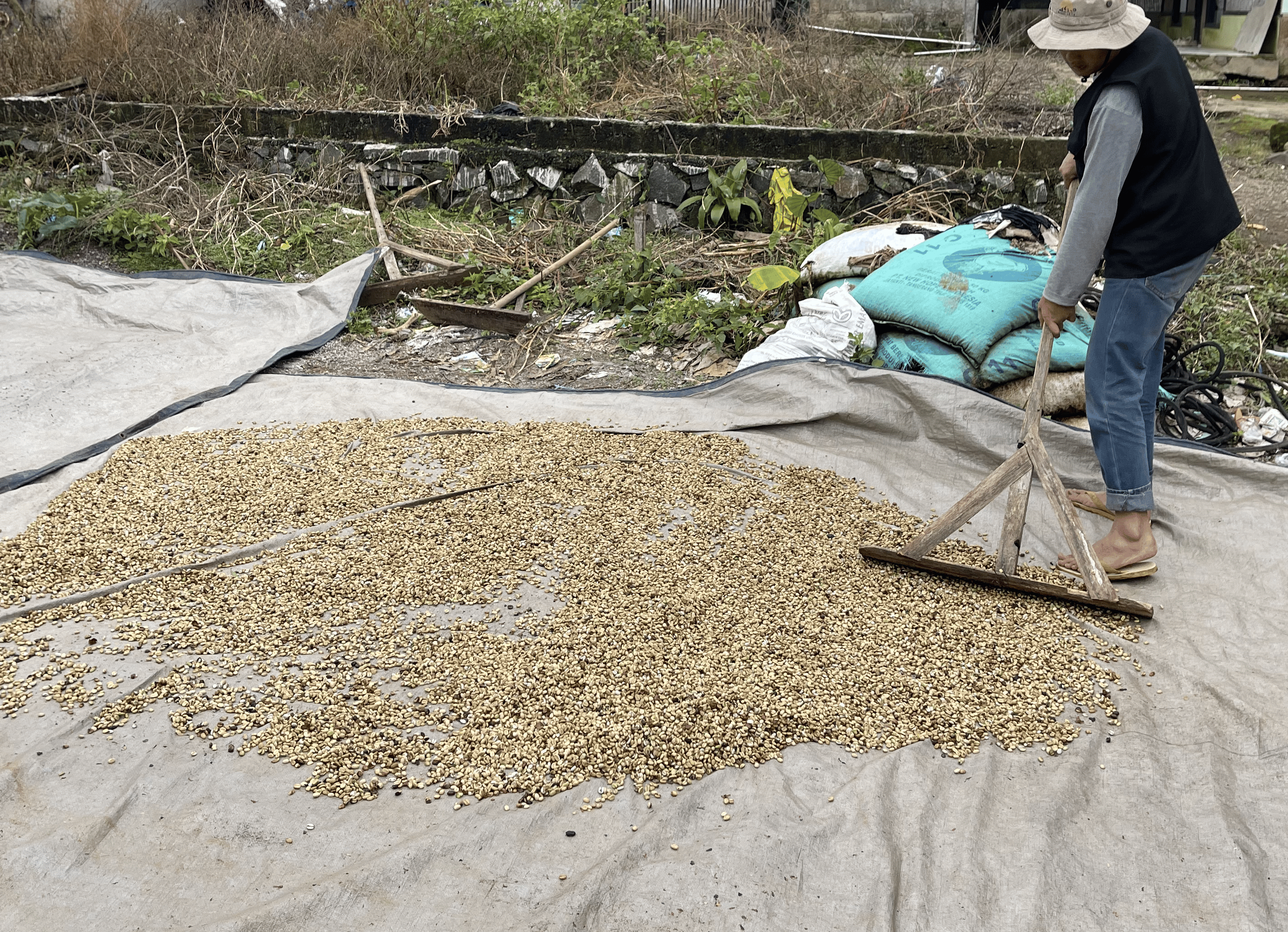 Dry Coffee Beans